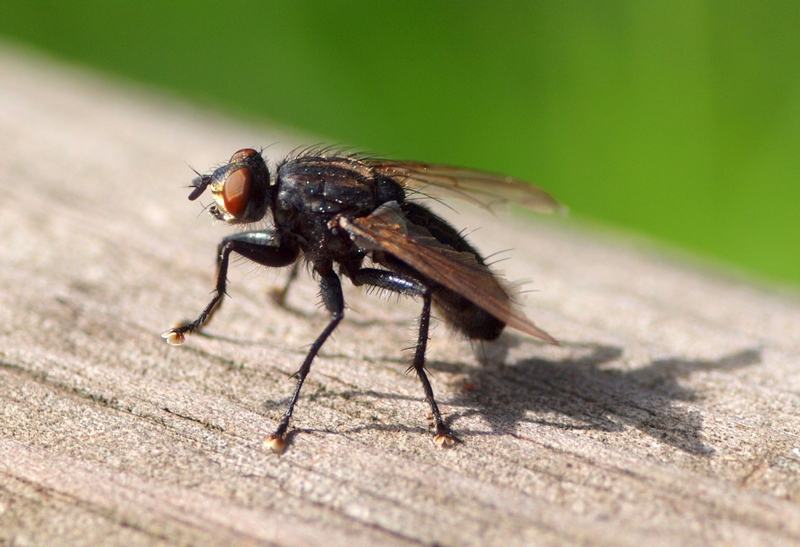 Diptera da id.